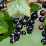 Можно ли есть ягоды прямо с куста: мнение экспертов