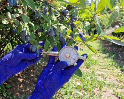 Почему жимолость почти не продаётся в украинских магазинах?