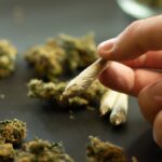 Специалисты сообщают о продолжающемся распространении марихуаны в Латвии