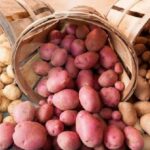 Ученые выяснили, чем белый картофель отличается от фиолетового по вредности