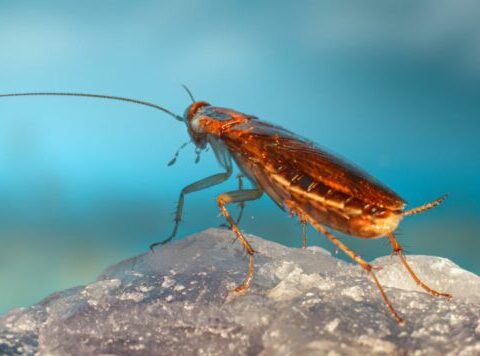 В Германии разрабатывают биороботов-тараканов для сбора разведывательной информации