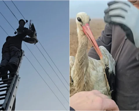 Мужчина спас аиста, но его действия не одобрили в Sadales tīkls