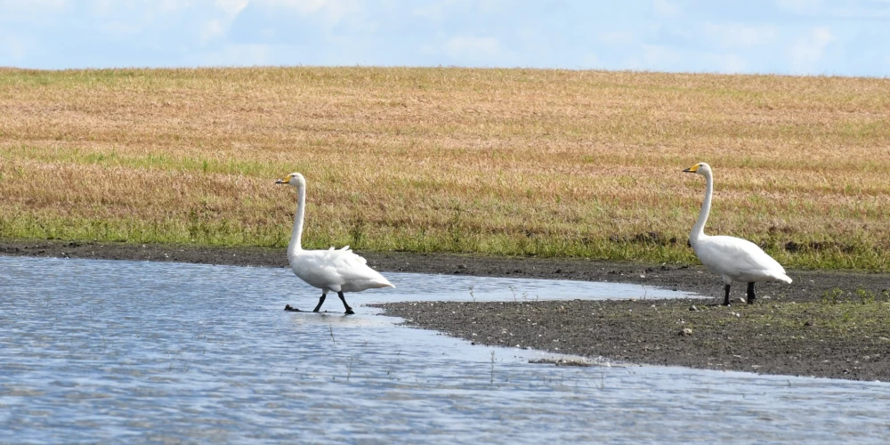 Температура в Латвии в субботу не превысит +18 градусов, ожидаются дожди и грозы