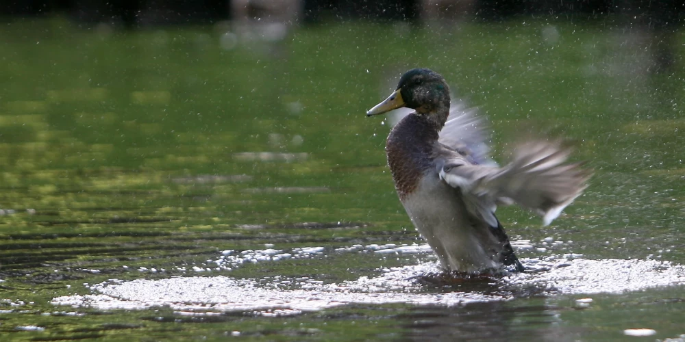 В понедельник в Латвии ожидаются сильные ливни и грозы
