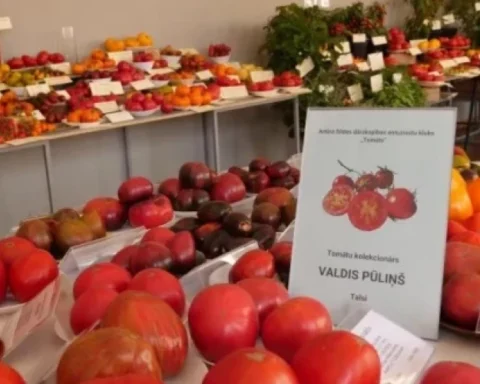 В Риге открылась выставка помидоров с уникальными сортами и пряными травами