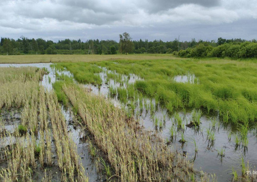 ЕС выделяет 4,2 млн евро на помощь латвийским фермерам, пострадавшим от непогоды