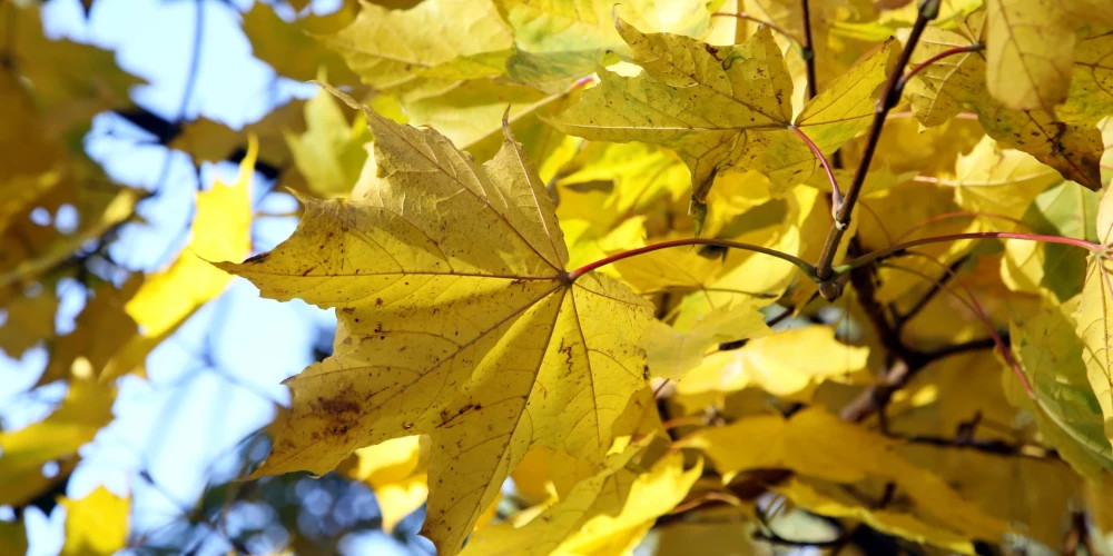 Сегодня в 21:19 начнётся осеннее равноденствие в Северном полушарии