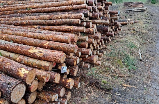 Власти Латвии планируют вырубку деревьев на военных полигонax для пополнения бюджета