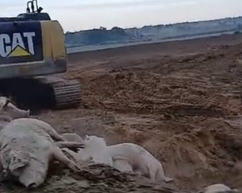 Десятки свиней, погибших от чумы, закапывают под Огре рядом с Baltic Pork