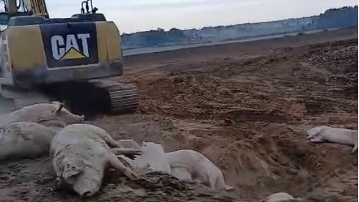 Десятки свиней, погибших от чумы, закапывают под Огре рядом с Baltic Pork