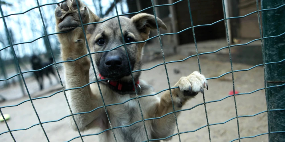 Ситуация с животными в латвийских приютах осложняется новыми требованиями