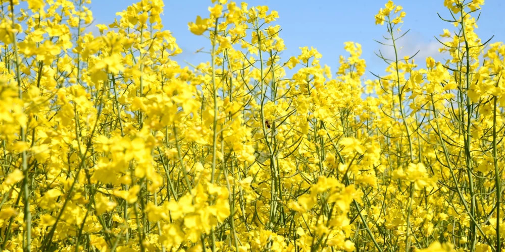 Страховщики отказывают латвийским фермерам в компенсации под предлогом затяжных дождей