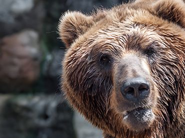 Тайное нашествие медведей в Чехии вызывает опасения среди охотников