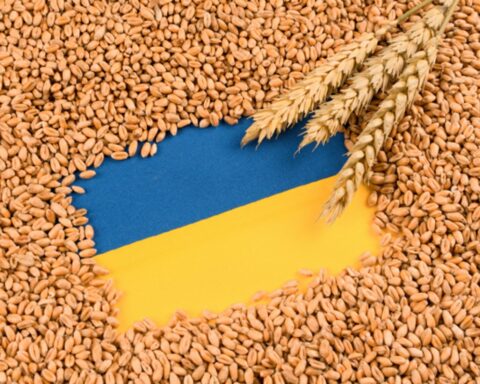 Украинский экспорт зерна укрепляет продовольственную стабильность ЕС