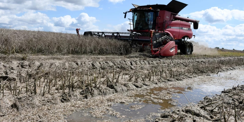 Урожай в Латвии под угрозой из-за влажности и проблем с посевами рапса