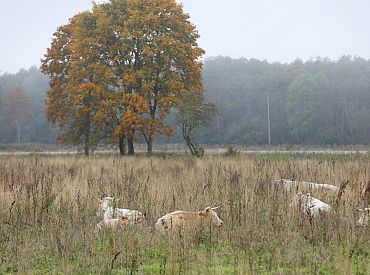 В Литве обнаружен третий серотип блютанга у крупного рогатого скота