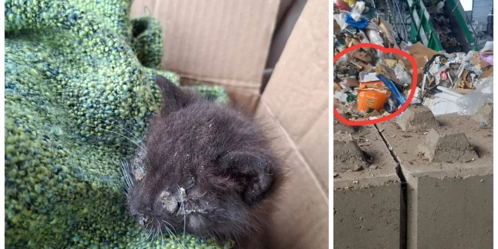 В Мадоне продолжаются поиски брошенных котят после нахождения второго животного