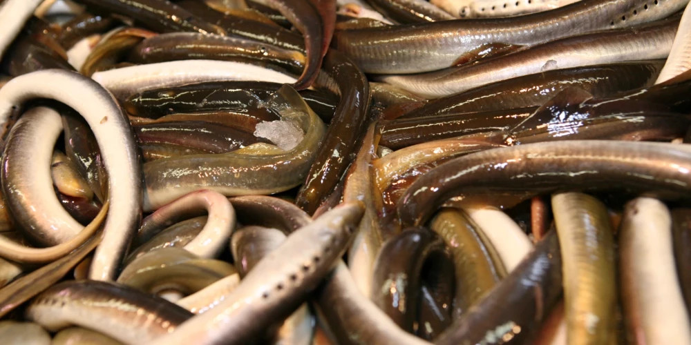 В Салацгриве и Светциемсе пройдет День миноги и форум-ярмарка “Квартал предпринимателей 2025”