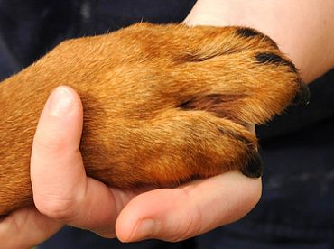 27 охотничьих собак погибли на пароме из Барселоны в Мальорку, инициировано расследование