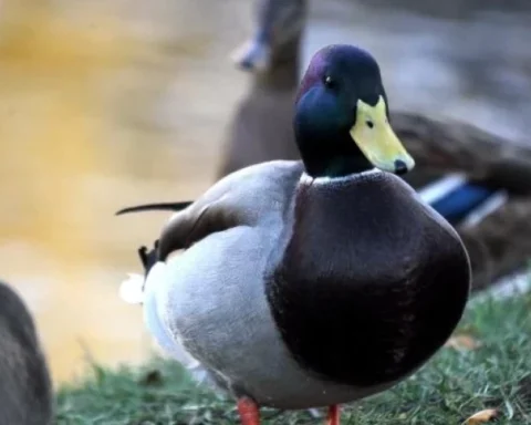 Антициклон принесет в Латвию передышку от зимних морозов