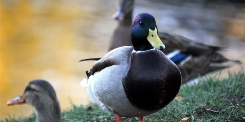 Антициклон принесет в Латвию передышку от зимних морозов