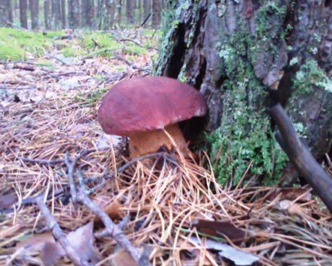 Госконтроль начнет 21 ревизию в 2026 году, выявляя риски и эффективность госуправления