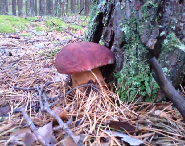 Госконтроль начнет 21 ревизию в 2026 году, выявляя риски и эффективность госуправления