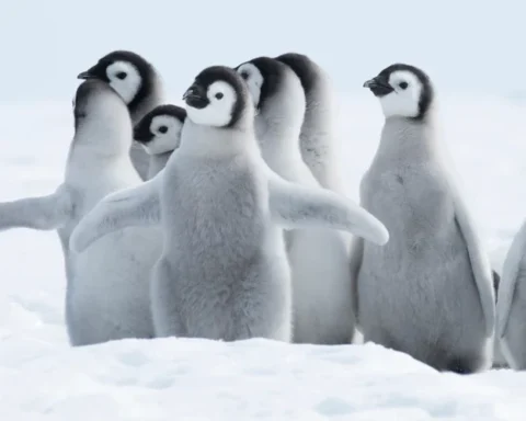 Латвия отправит посылку на станцию "Академик Вернадский" в Антарктиду