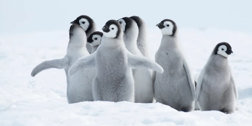 Латвия отправит посылку на станцию "Академик Вернадский" в Антарктиду