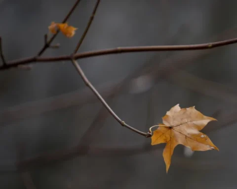 Латвия ожидает дожди и усиление ветра в четверг