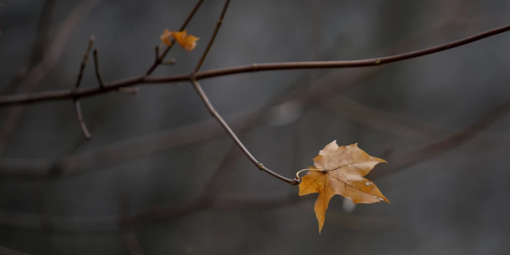 Латвия ожидает дожди и усиление ветра в четверг