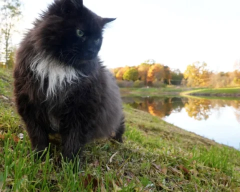 Латвия установила рекорд максимальной температуры 7 ноября на 11 метеостанциях