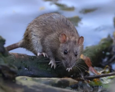 Лептоспироз в Риге: заболеваемость увеличилась в десять раз, город поражён крысами