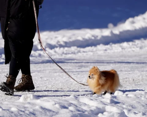На Латвию надвигается холод с возможным снежным покровом до 10 см в праздничные дни