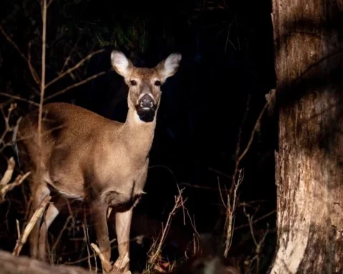 Ночные походы по природным тропам в Лигатне: зима — время для изучения лесной жизни