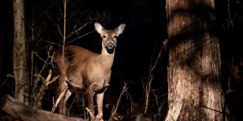 Ночные походы по природным тропам в Лигатне: зима — время для изучения лесной жизни