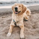 Обсуждение поправок к закону о защите животных в Латвии затянется на 2-3 года