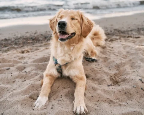 Обсуждение поправок к закону о защите животных в Латвии затянется на 2-3 года
