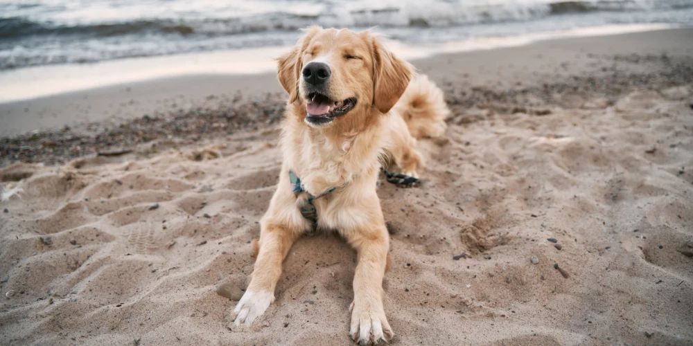 Обсуждение поправок к закону о защите животных в Латвии затянется на 2-3 года