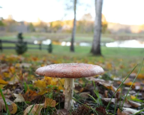 Пасмурная погода в начале недели и сухие выходные: когда ожидается улучшение условий