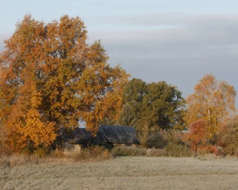 Пасмурное воскресенье: в Латвии ожидаются туман и облачная погода