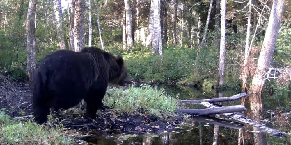 Популяция бурых медведей в Латвии достигла 150 особей, участились случаи близости к домам людей