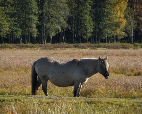 Рабочая суббота в Латвии: облачная погода без осадков и слабый ветер