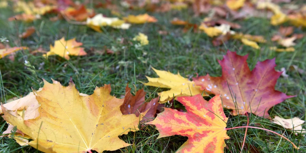 Рижане бесплатно сдают осенние листья в 34 пунктах до 30 ноября