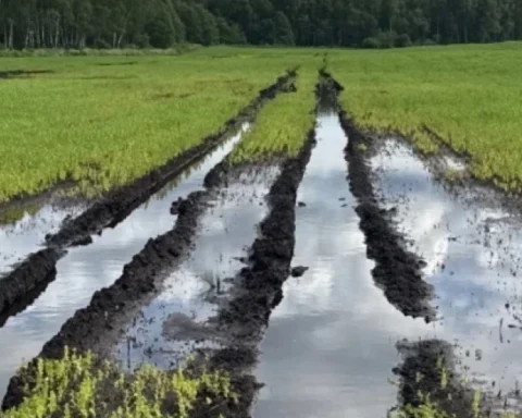 Сельское хозяйство Латвии терпит убытки в 100 миллионов евро третий год подряд