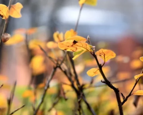 Синоптики прогнозируют туман, морось и понижение температуры в Латвии на выходных