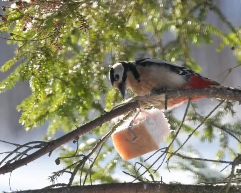 Снег перейдёт в дождь: прогноз погоды на ближайшие дни в Латвии
