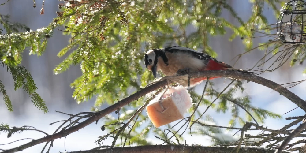 Снег перейдёт в дождь: прогноз погоды на ближайшие дни в Латвии