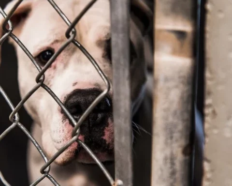 Судьба домашних животных в Латвии после смерти хозяев: эксперты о последствиях и ответственности