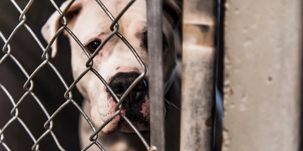 Судьба домашних животных в Латвии после смерти хозяев: эксперты о последствиях и ответственности